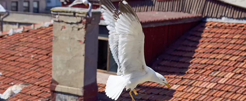 Residential Chimney Animal Removal Solution in Broadview Heights, OH